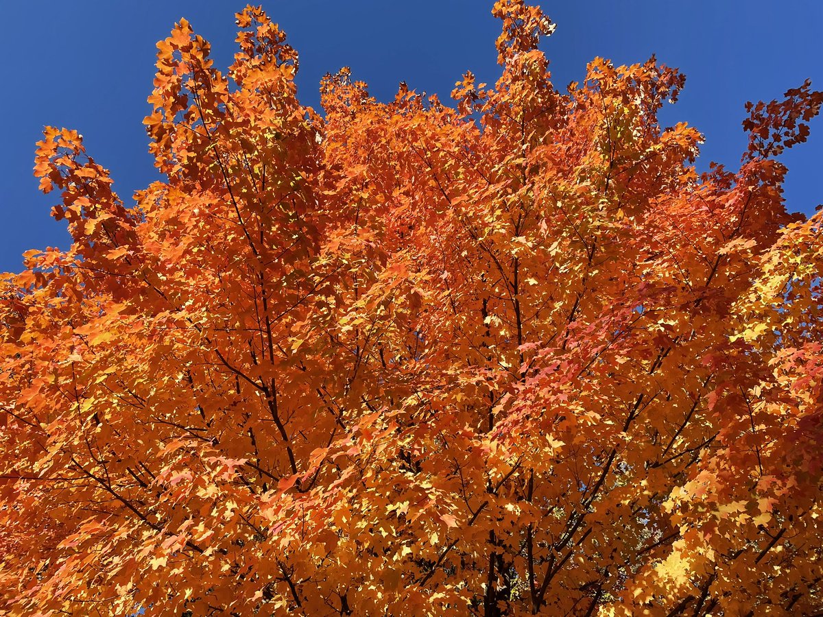 Allison Young tweet media