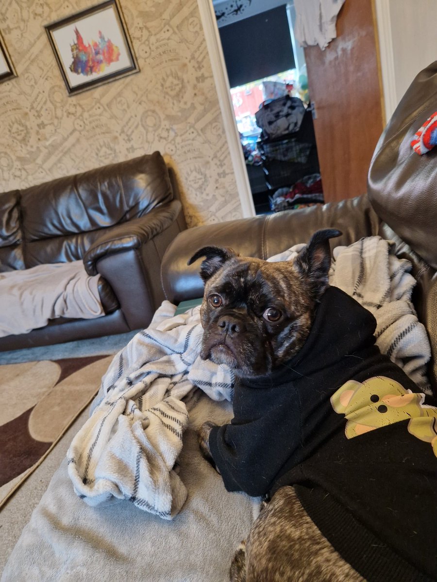 rachlet1982's tweet photo. @JoJoFromJerz dobby chilling and saying hi xx https://t.co/G9RLP03wNh