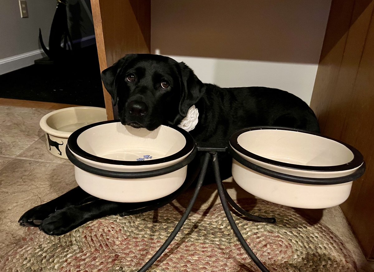 shfargo's tweet photo. Miss River waits as the clock strikes 6 (when dinner time is at 5)… #dogsoftwitter #pleasefeedme #clocksturnbackNEXTweek #baddogparent #riverbreezeadventures #blackdog #labradorretriever https://t.co/qezX18aolW