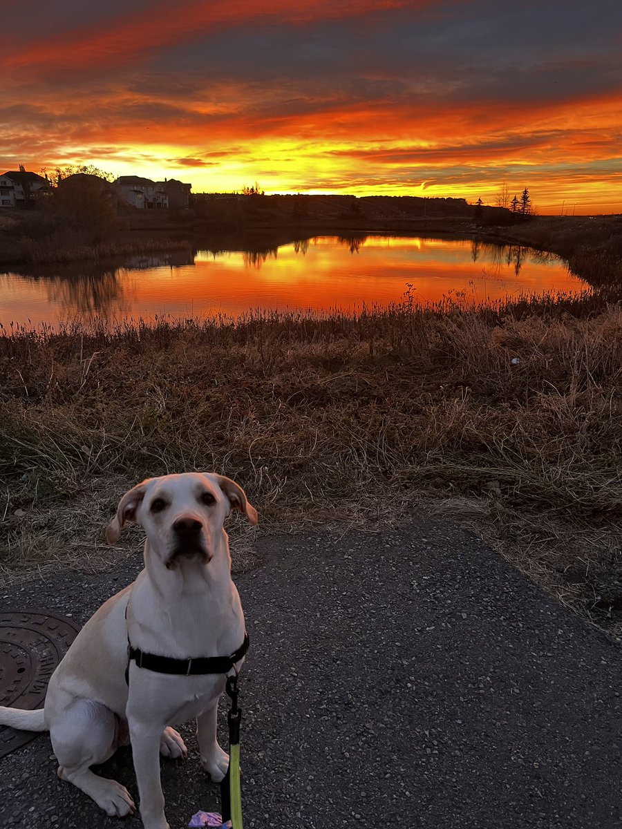 Going to just leave this here for Alberta. 

I hope it brings a moment of appreciation for the beautiful place we live full of kind and hard working people from so many diverse backgrounds. Be kind. It matters. 

#ableg #yyc #alberta