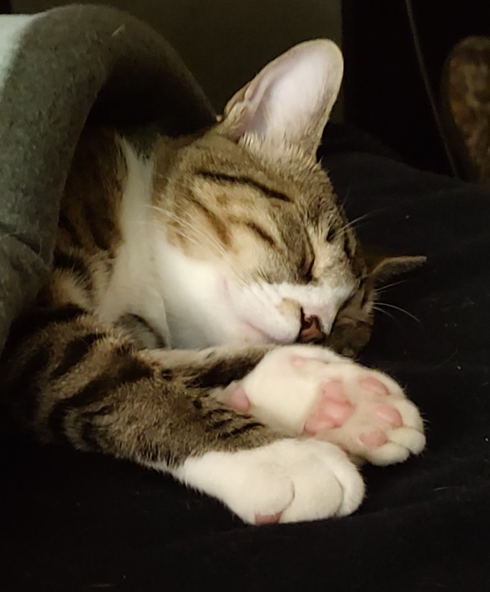 imkittenjack's tweet image. Look at my beautiful markings! 🐾🥰🐾
#CatsOfTwitter #cats #KittensKrew #kittensoftwitter #kittens #Caturday #CaturdayEve #photooftheday #iamkittenjack