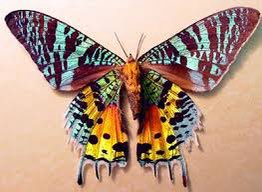 evansbugfacts's tweet photo. Chrysiridia rhipheus, the Madagascan sunset moth, is a species of day-flying moth of the family Uraniidae. It is considered one of the most impressive and appealing-looking lepidopterans.
#mothfacts #bugfacts #bug #moths https://t.co/swjTp9THPC