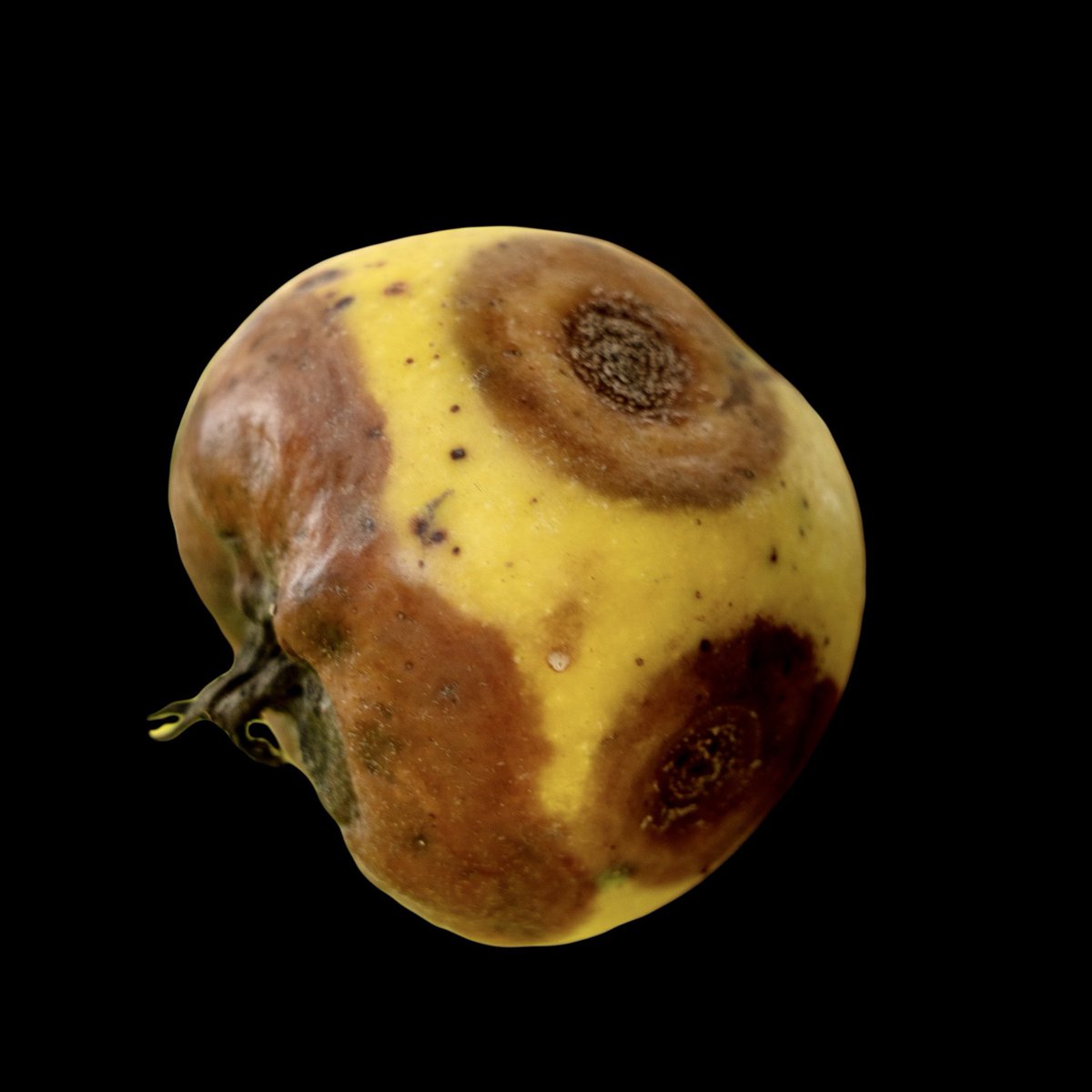 FruitDiseases's tweet photo. Fruit rots #Apples
Seems #BlackRot on Calyx end + #BitterRot https://t.co/iLfLdIvln7