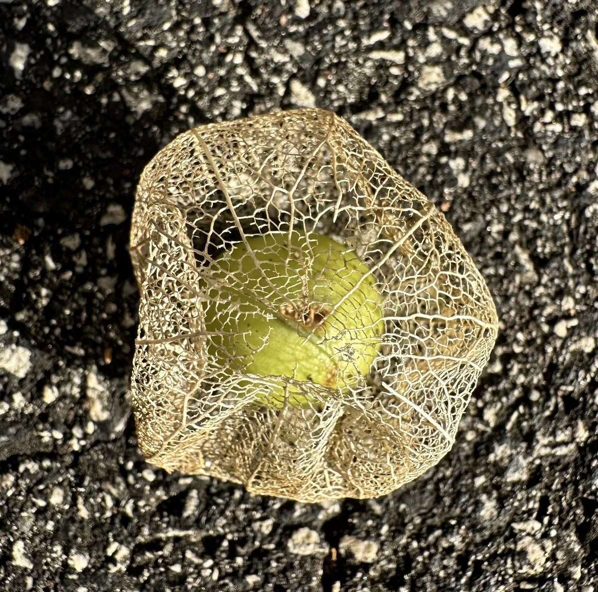 Btyux gyizh
Tomatillo