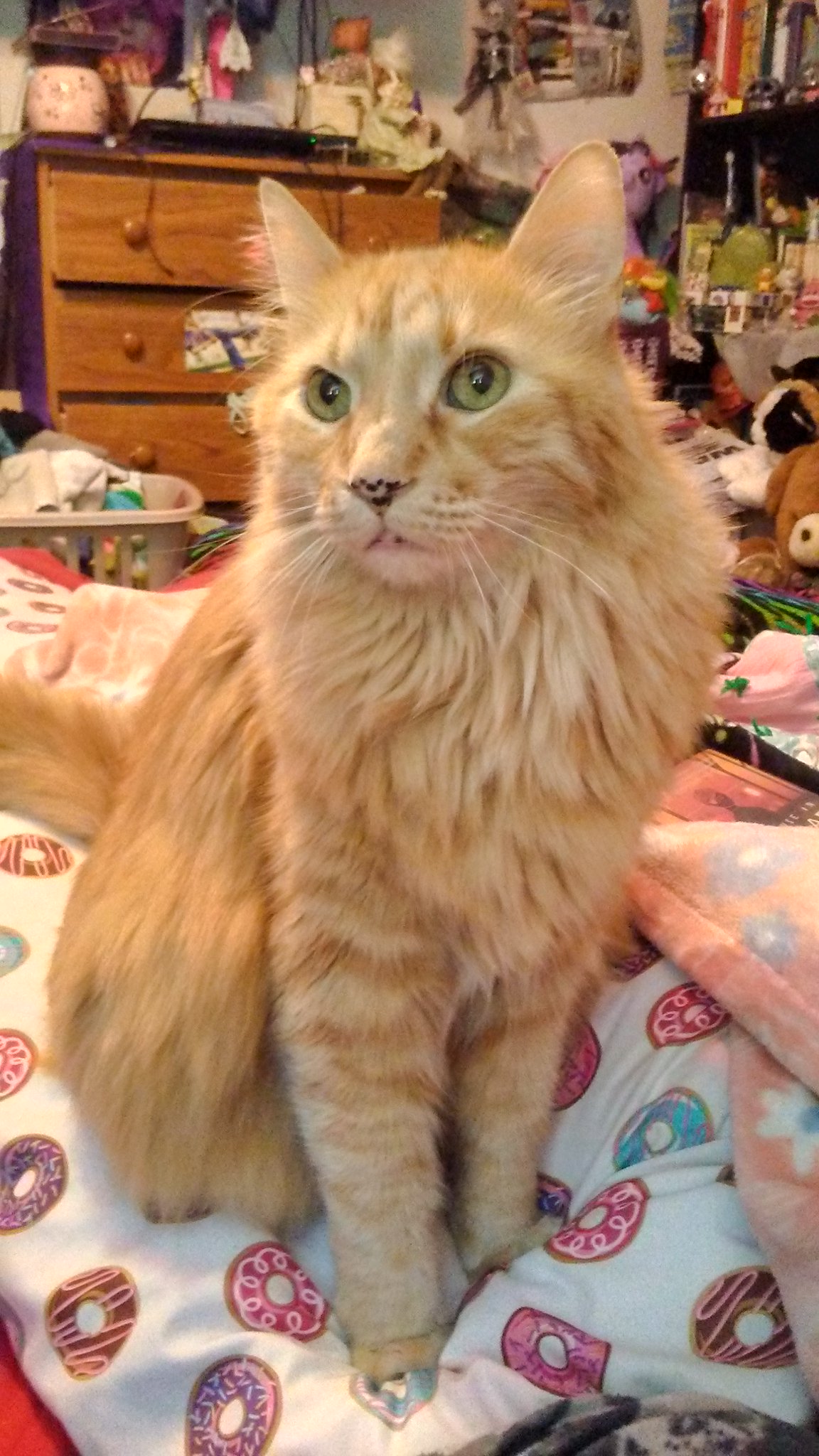 @NotTheClick Hey @nottheclick, you know how Simba has diabetes? I had a beautiful baby for like 20 years and I took care of her in last few years of life and gave her shots twice a day. She was such a sweetheart. Also turns out, like me... She was trans and we didn't know... https://t.co/5PdL93J4Ve