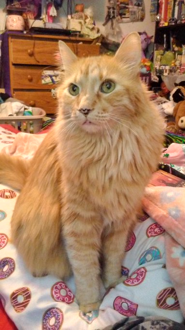 Lady Lexy Starwatcher 🔞😈 - @NotTheClick Hey @nottheclick, you know how Simba has diabetes? I had a beautiful baby for like 20 years and I took care of her in last few years of life and gave her shots twice a day. She was such a sweetheart. Also turns out, like me... She was trans and we didn't know... https://t.co/5PdL93J4Ve