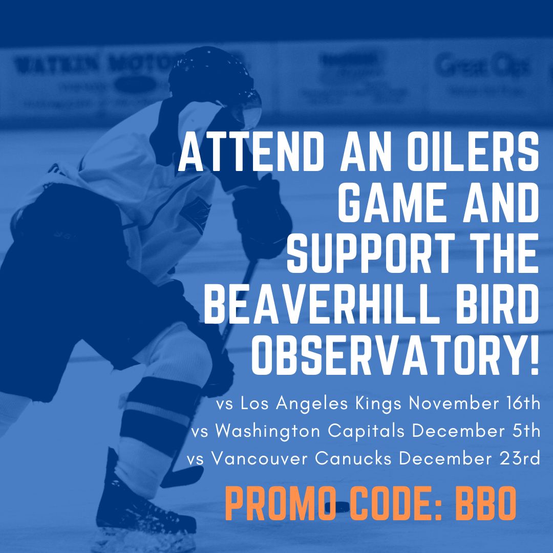 Attend one, two, or even three Oilers games and support the Beaverhill Bird Observatory! Click the link here or in our bio and use the promo code: BBO to purchase your tickets. 
fevo.me/oilersfundrais…