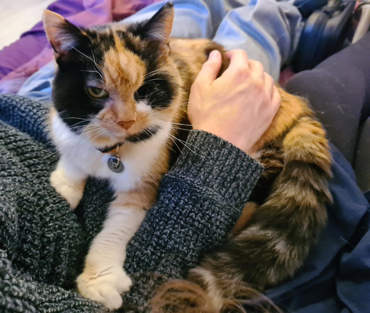 top tip for #NationalCatDay: sit on two humans at once to get double the pets.