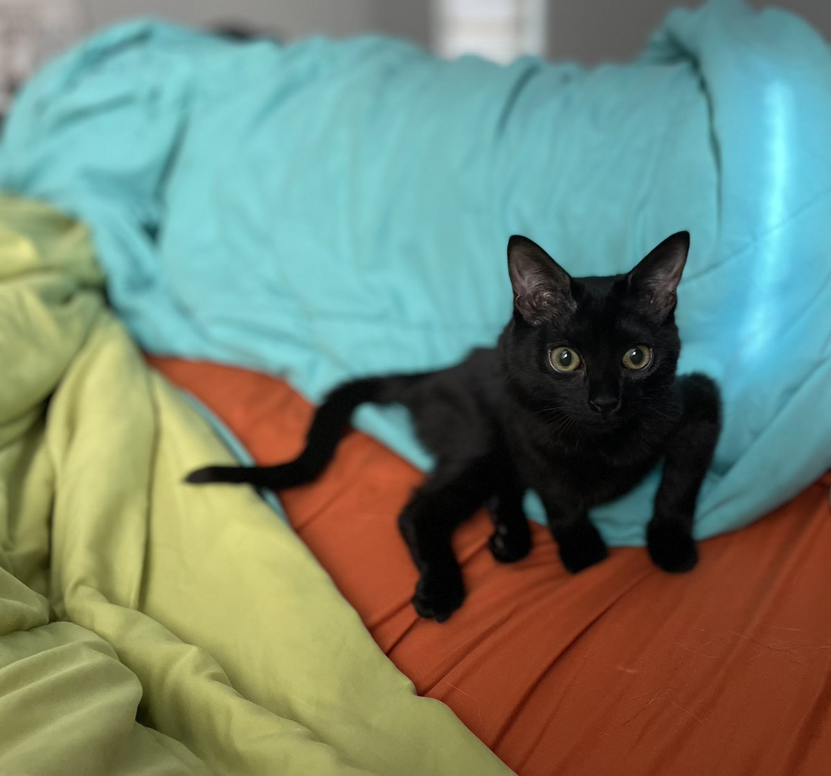 MouseVMD's tweet photo. @poorlycatdraw 🕷️🕷️🕷️ https://t.co/xAH0Kbx4JX