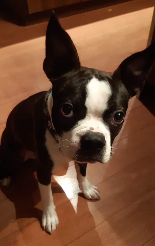 Why Do Boston Terriers Burrow Under The Covers