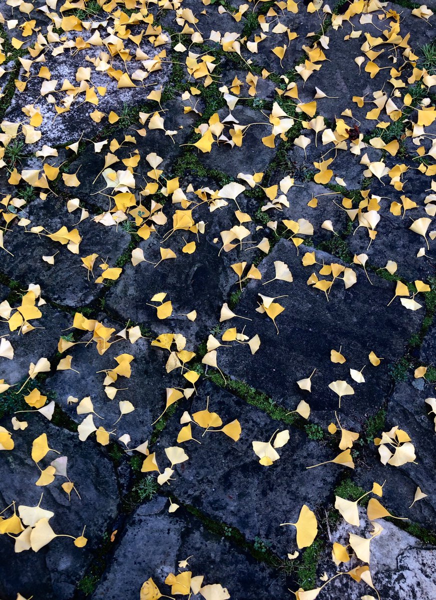 TanukiCan's tweet photo. #photooftheday #naturephotography #leaves #fall #ginko ⁦@wallpaperable⁩ https://t.co/xelVdDXlAg