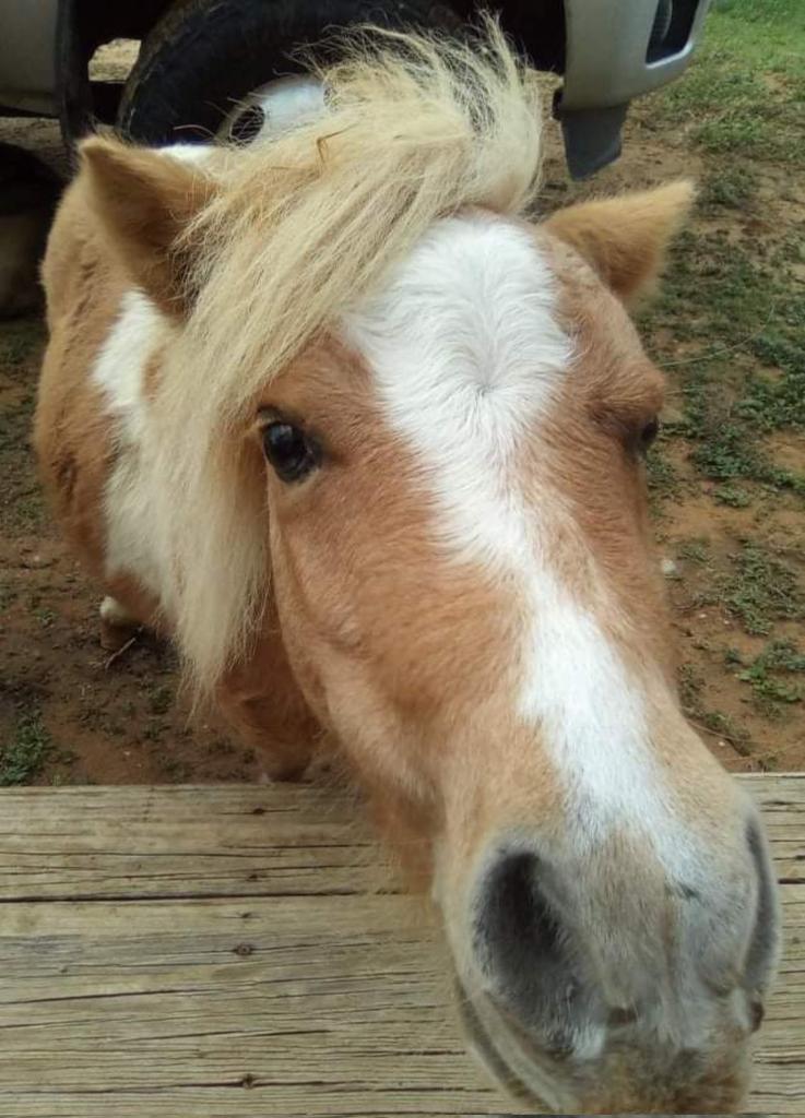 Palomino Ridge Ranch Horse Rescue & Sanctuary tweet media