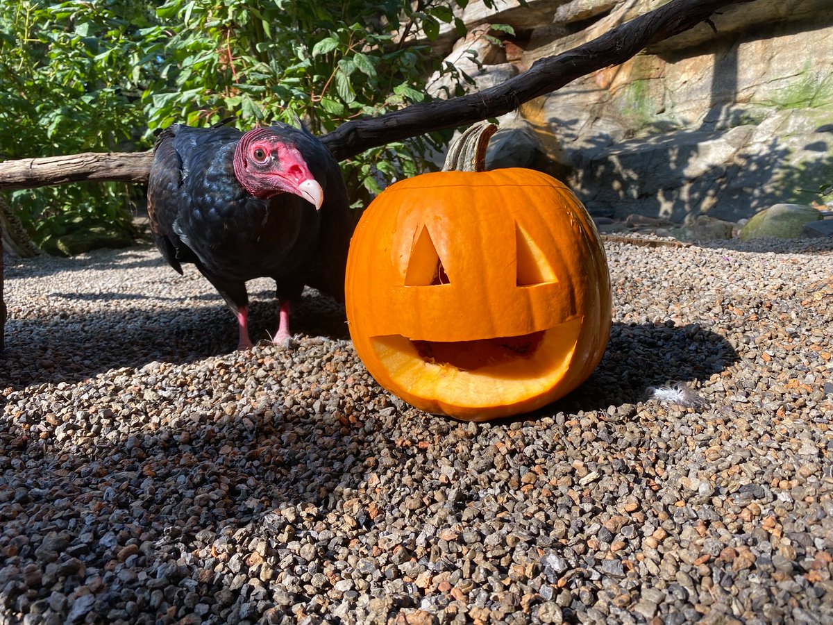 #SpookySeason 👻 is here, but we want to change your mind about creatures that might give you the creeps. While the turkey vulture's bald head might look scary, this adaptation allows them to safely eat dead animals as a part of Mother Nature's cleanup crew. #NotSoCreepyCreatures