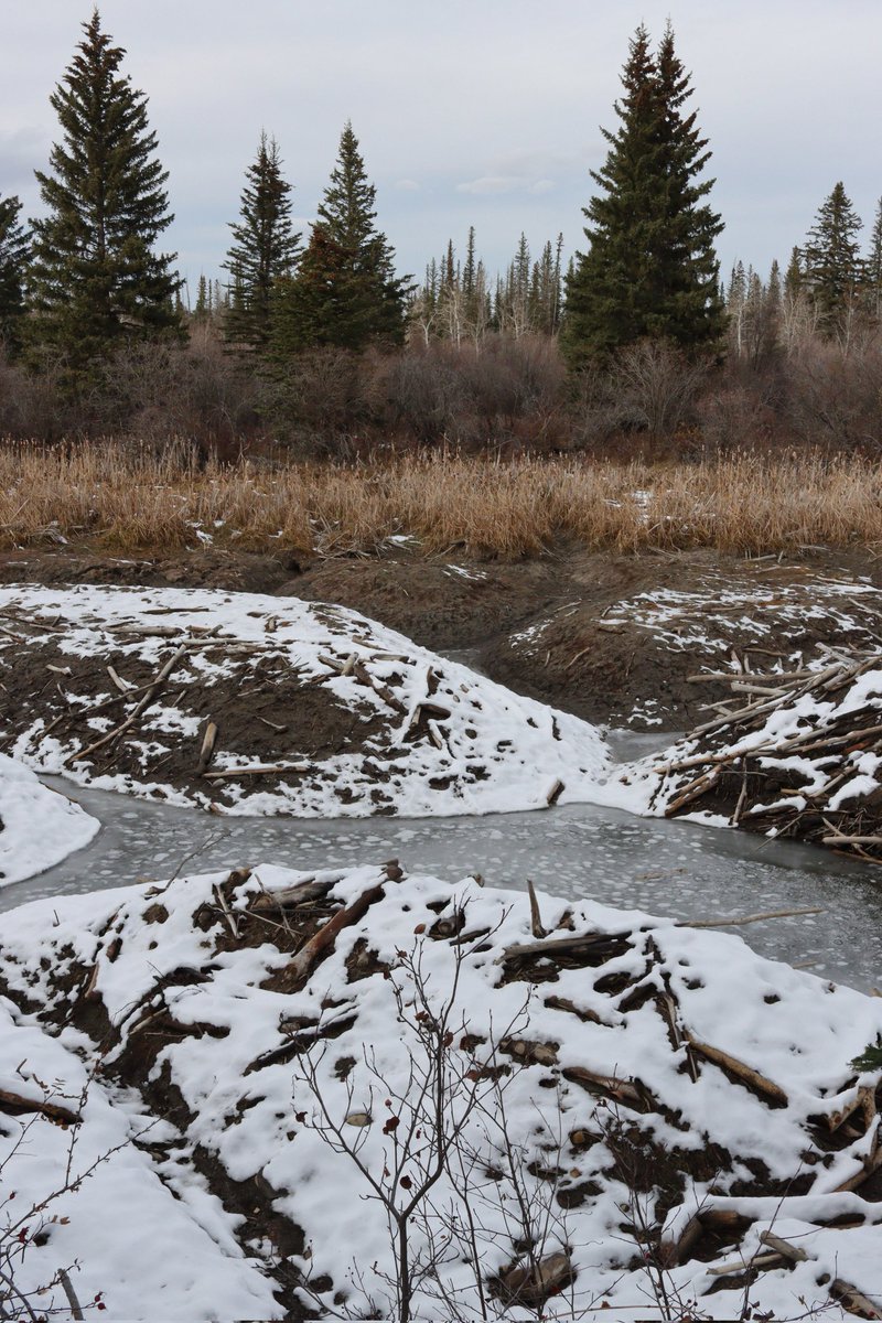 Beaver pond at Weaselhead #yyc today. w <a href="/LocalLuminary/">LocalLuminary</a>  #yycbike #yycbeaver