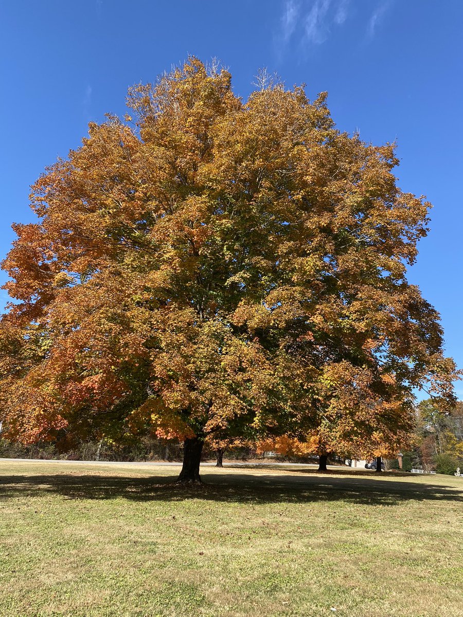 This tree was saying Hi to me! 🍁🍂#churchgrounds 
#Fallcolors #fallcolours
