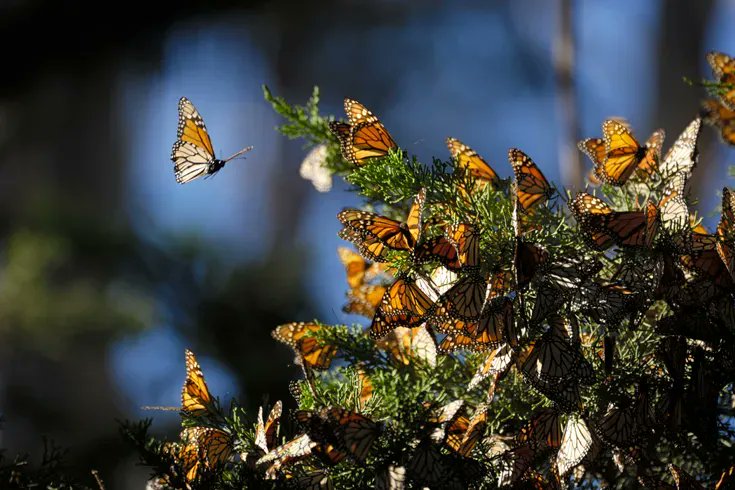 FROM THE GCL ARCHIVES: Climate change can feel impossible to solve. But, as monarchs show, small actions can have world-altering results buff.ly/3jZRAXG (<a href="/thewalrus/">The Walrus</a> <a href="/sherinaharris/">Sherina Harris</a>)