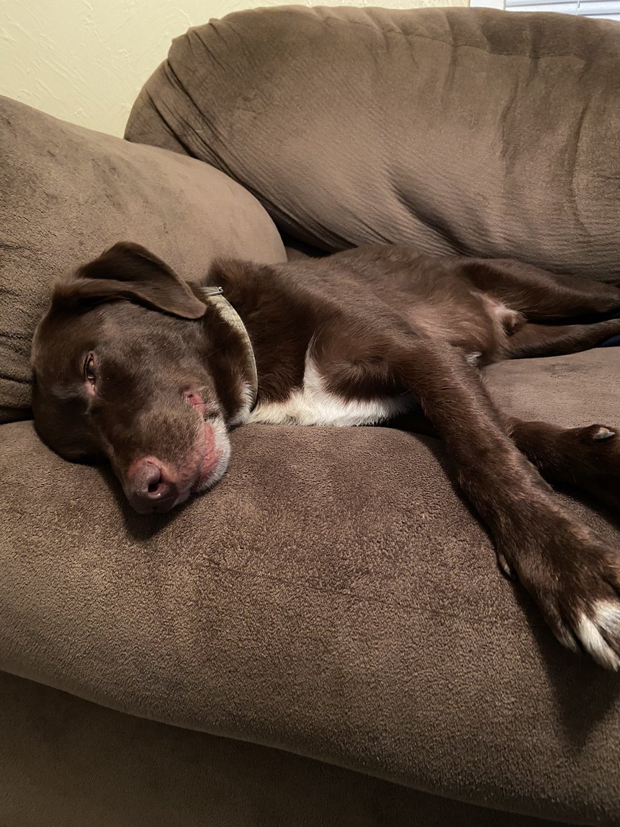 Went and adopted this beautiful boy today. 

Welcome Home Milo 🥺❤️