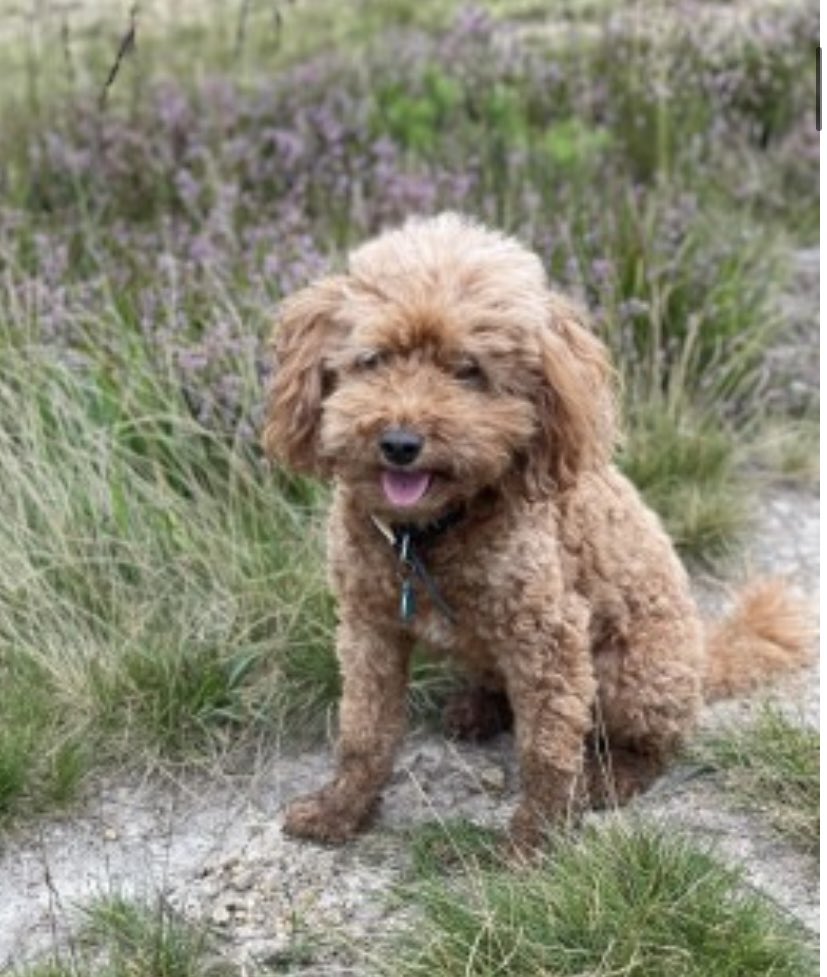 rosieDoc2's tweet photo. RUBY missing #HousedeanFarm Brighton Road, #Lewes EAST #SUSSEX #BN7 29/10/22
Female/OLDER ADULT #Cockapoo fox red
TAGGED/CHIPPED/TATTOOED/SPAYED
MISSING FROM A RELATIVES HOUSE
https://t.co/PwFqbuqDgE
@LewesFCWomen @Lewes_Police @LewesFCMen @NewsLewes @bs2510 @JacquiSaid https://t.co/KGP2OlnWlQ