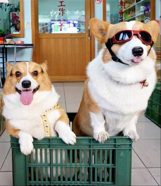 DogsDoAspas's tweet image. Dia 14

Cachorros Irados
@loud_aspas