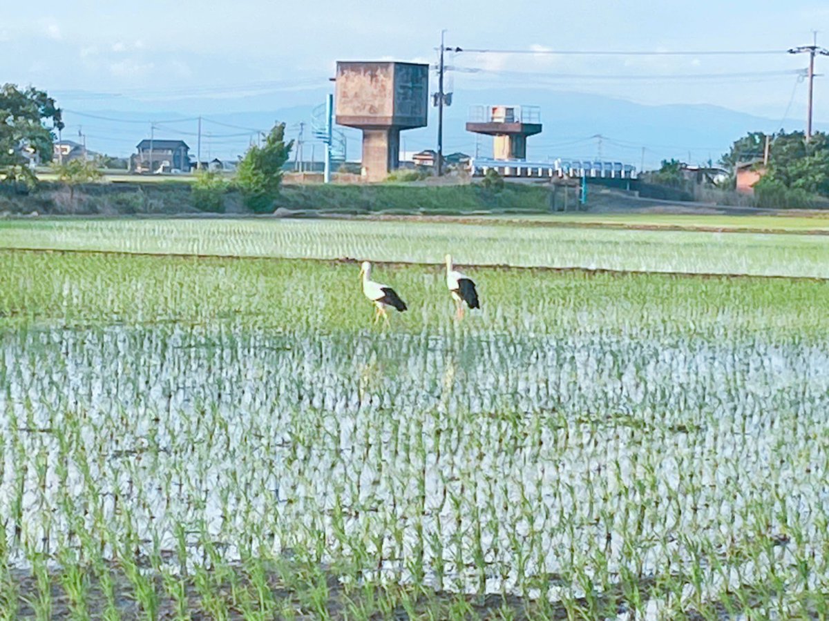 shiroishi_art's tweet photo. 出店者37組目
生産者・永松×永松
白石町福富の専業農家です。
私たちは、農業を担っていく上で、美味しさはもちろんですが、安心と健康もお届けできるよう、減農薬に努めています。また、未来の環境問題にも取り組み、循環型農業や、微生物の働きを活かした生産を目指しています。
#farmerstable https://t.co/aJPYYgagnc