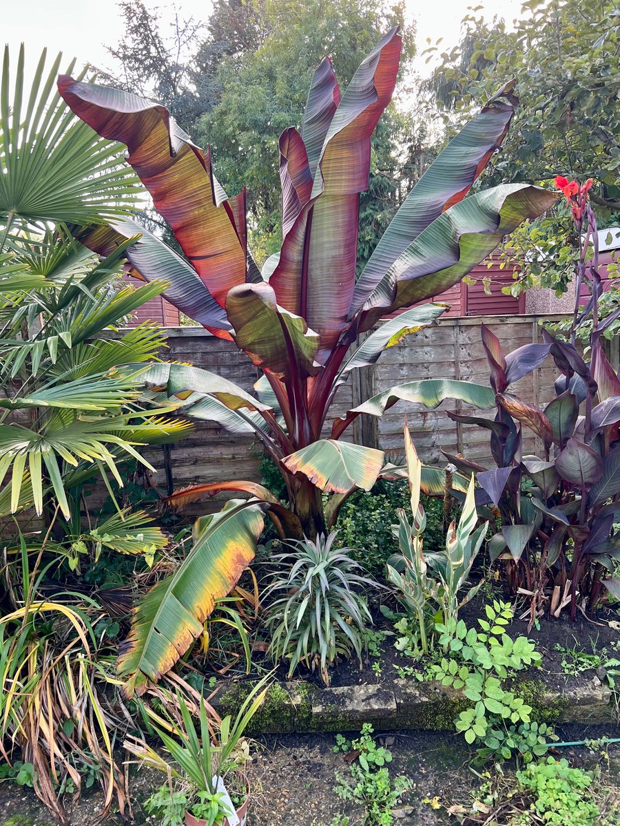 Surrey Palms & Exotics tweet media