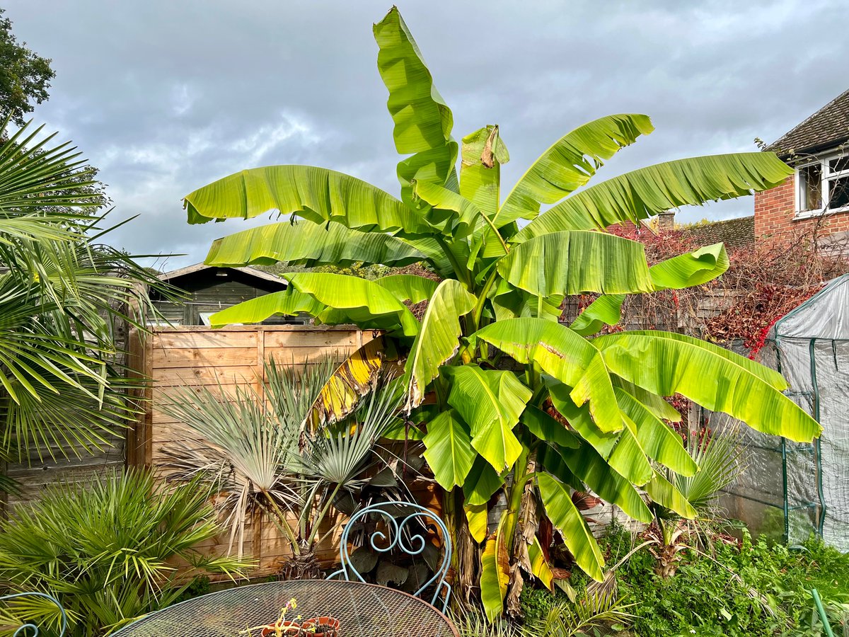 Surrey Palms & Exotics tweet media