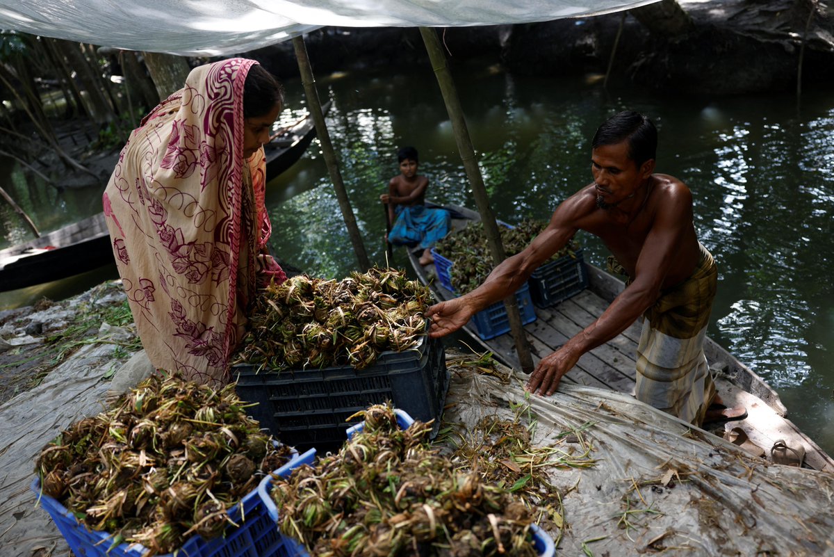 AJEnglish's tweet photo. Bangladesh farmers turn to floating rafts to grow crops.

— in pictures https://t.co/cD9wnGU2Lx https://t.co/2g4sTSB5IZ