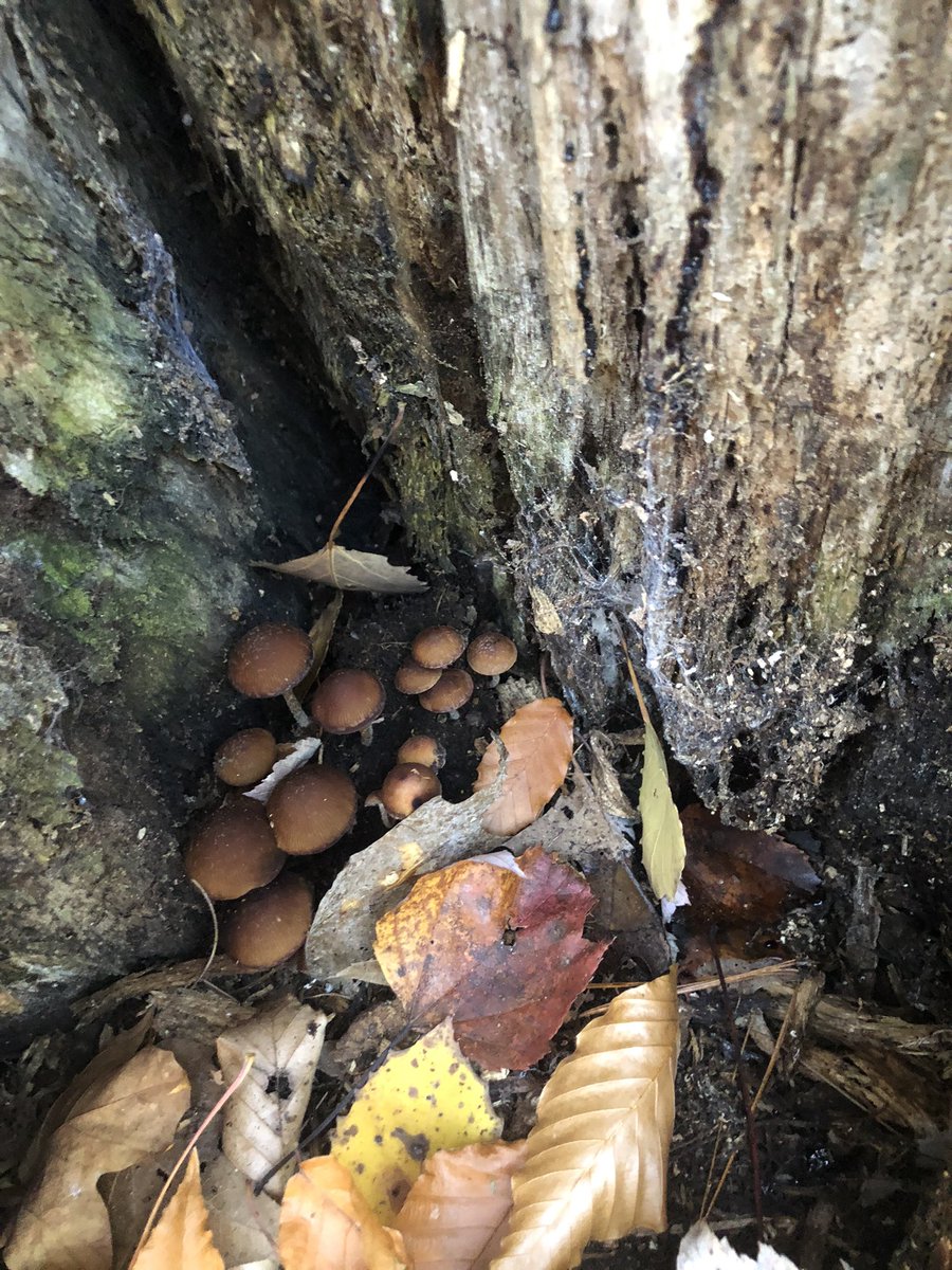 Mushrooms looking cozy #Nature #Mushrooms