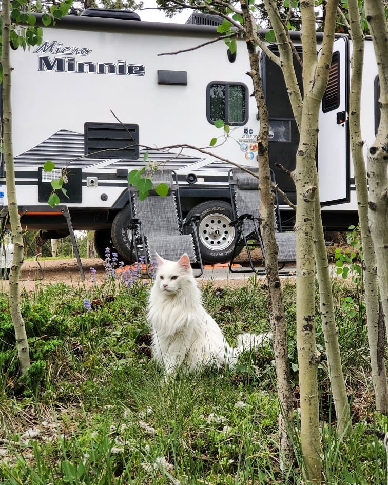 It's National Cat Day and what better way to celebrate than showing off some of the cute cats that adventure with their families. 😻