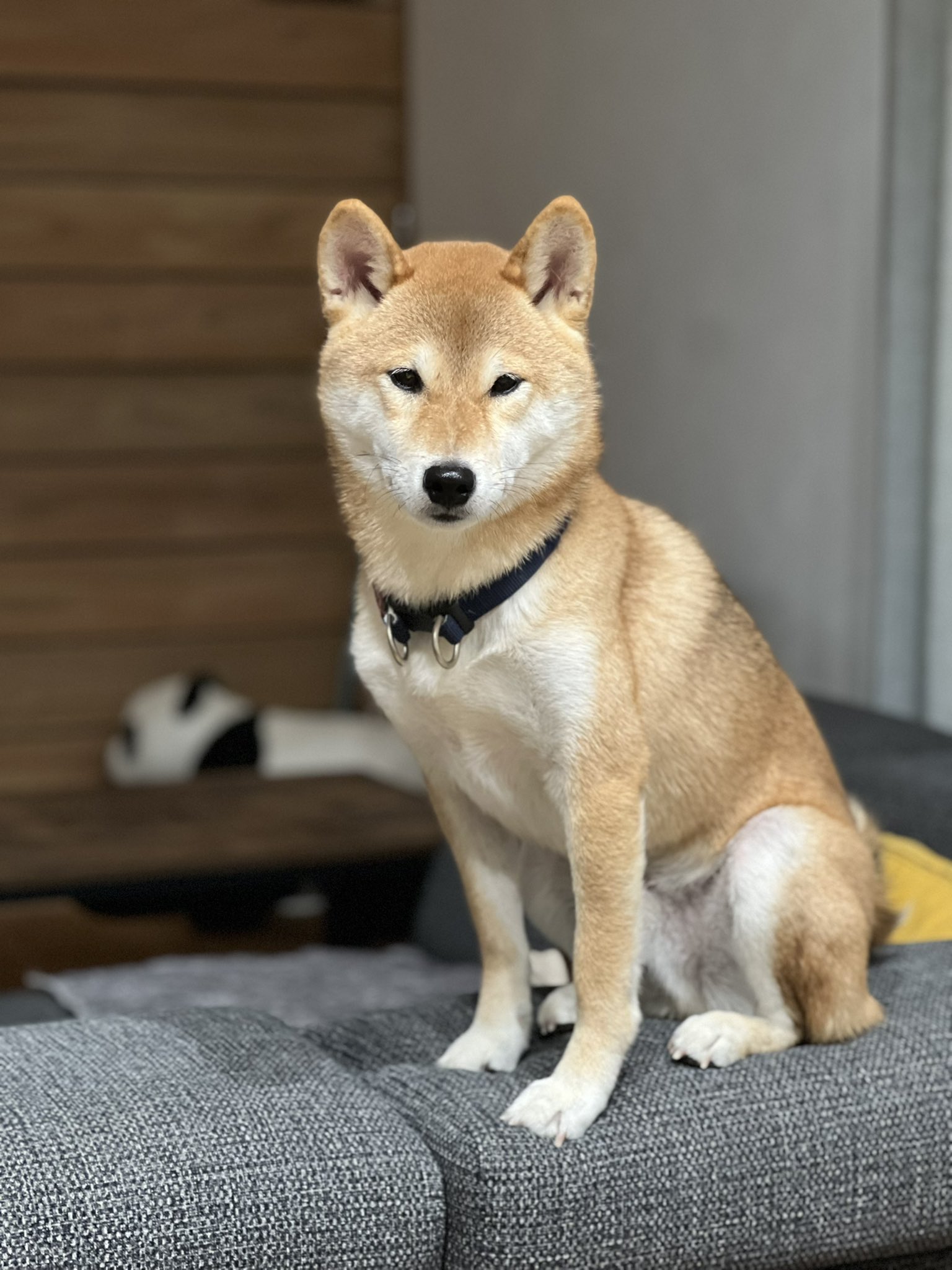 柴犬 様専用 | thelofttown.com
