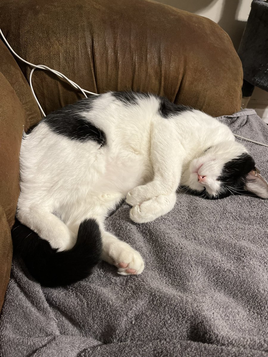 EasternWalrus's tweet photo. It’s national cat day Moxley? Fuck, put you on the internet pal #NationalCatDay #tittymaster #moxley https://t.co/3TIyw0PAqe