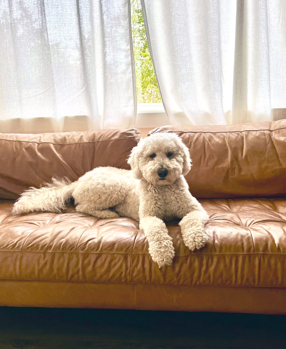 another day locked in a staring contest with the floof