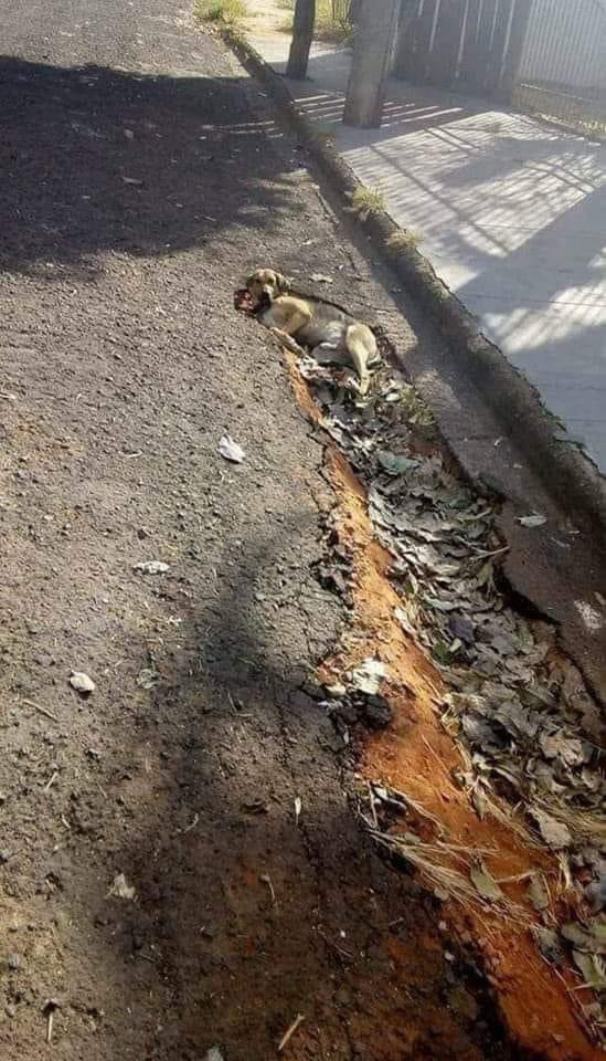 El objeto identificado como "Firulais" entró en la atmósfera terrestre esta mañana e impactó con el suelo a unos 27 000 km/h. 😂☄️💥🐶