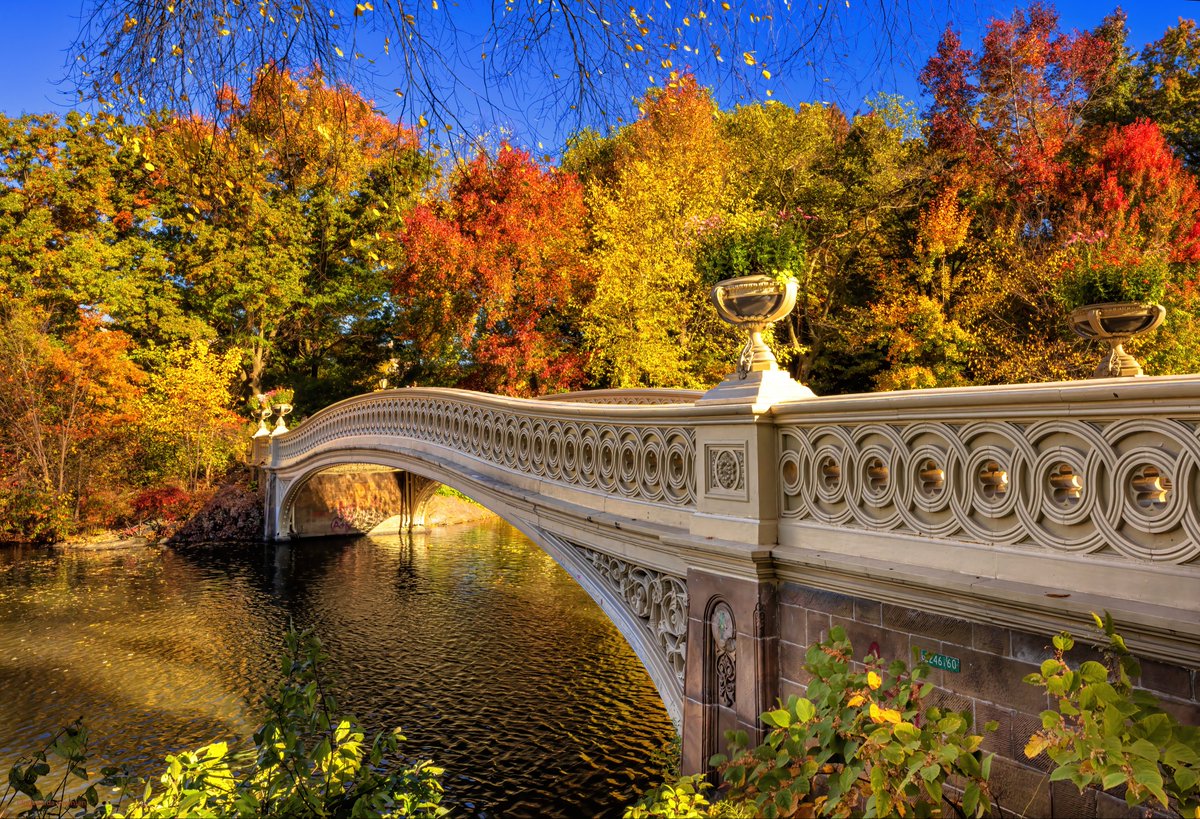 isardasorensen's tweet photo. Beautiful #autumn colors in #NYC’s Central Park now. #NewYork #NewYorkCity #fallcolors #fallfoliage https://t.co/1NvBLnBAmH