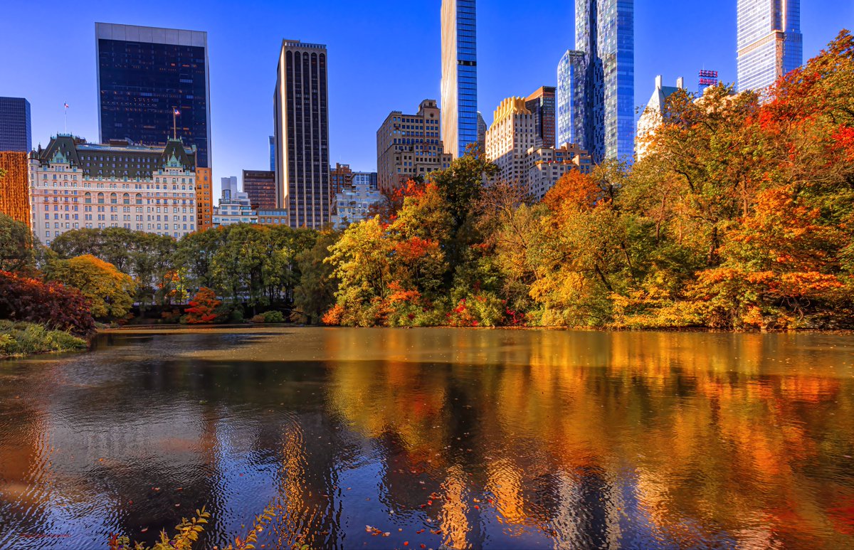 isardasorensen's tweet photo. Beautiful #autumn colors in #NYC’s Central Park now. #NewYork #NewYorkCity #fallcolors #fallfoliage https://t.co/1NvBLnBAmH