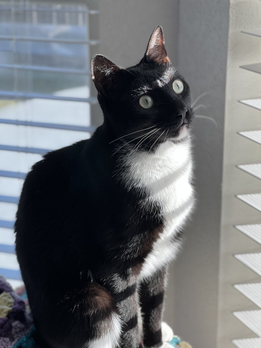 Is it too late for #Caturday ? Here’s Martini, contemplating the sunshine…