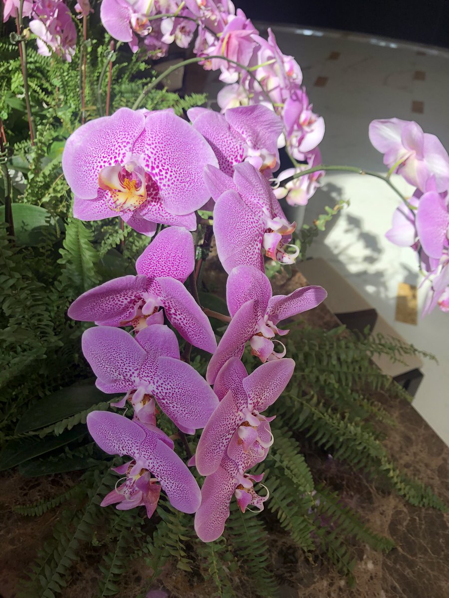 AnneFlorist's tweet photo. Beautiful orchids #flowers #Naas #Kildare https://t.co/CPFoqstsDk