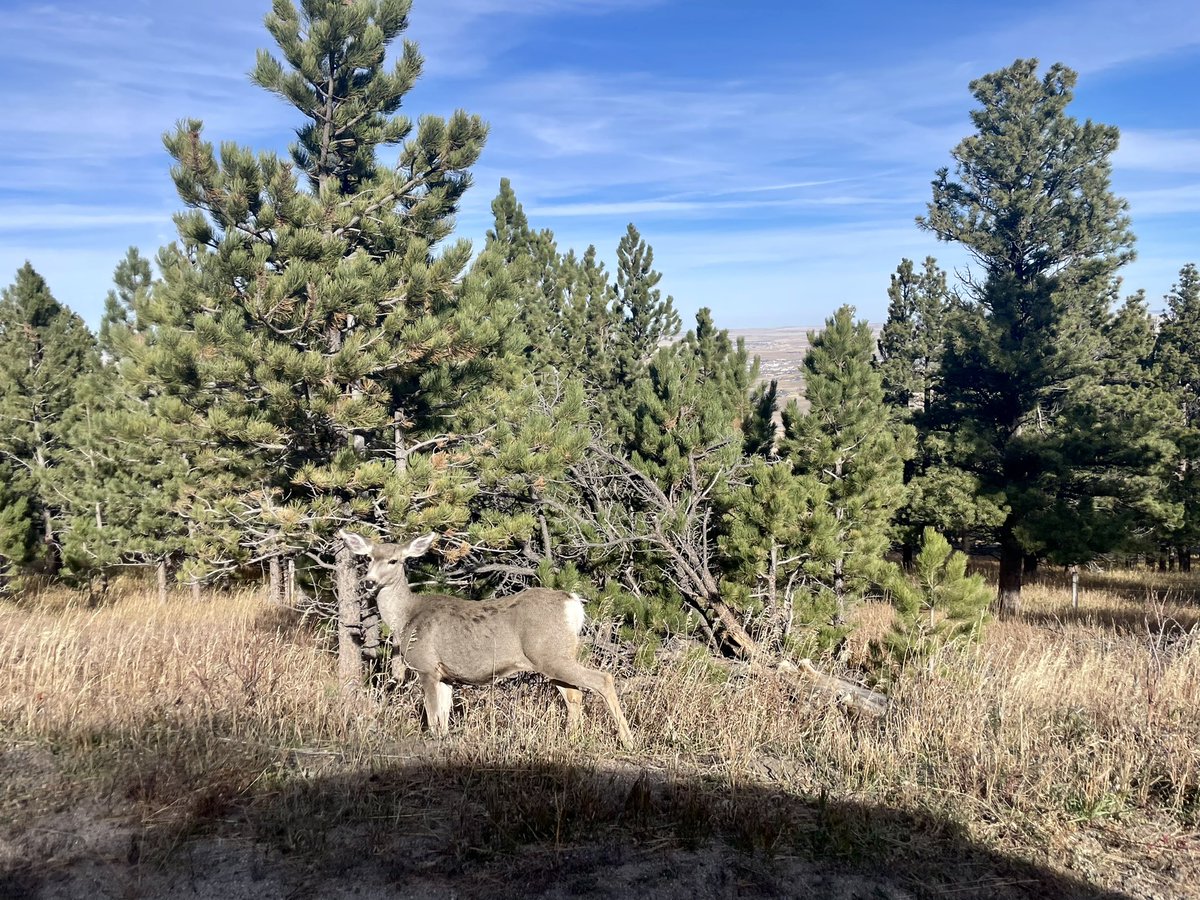 CaitlinLong_'s tweet photo. HIKING #Wyoming today at #CasperMountain #OilCity https://t.co/thJbMHOVOp