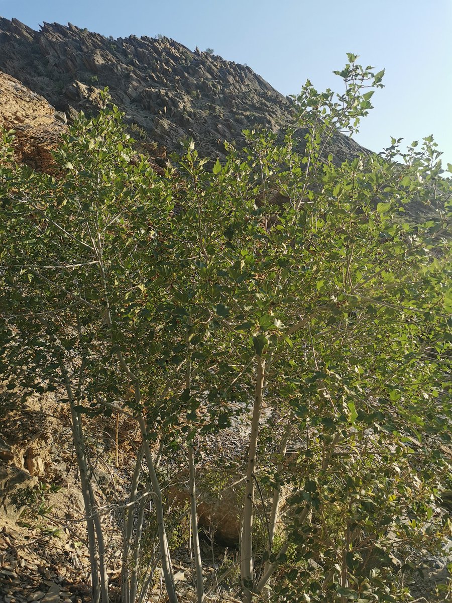 التين البري (السقب) طعم لذيذ وغزير الإنتاج من جبال #السحتن ولو لا صغر حجم الثمرة لنافس أصناف التين المشهورة. 
#صباح_الخيرᅠ