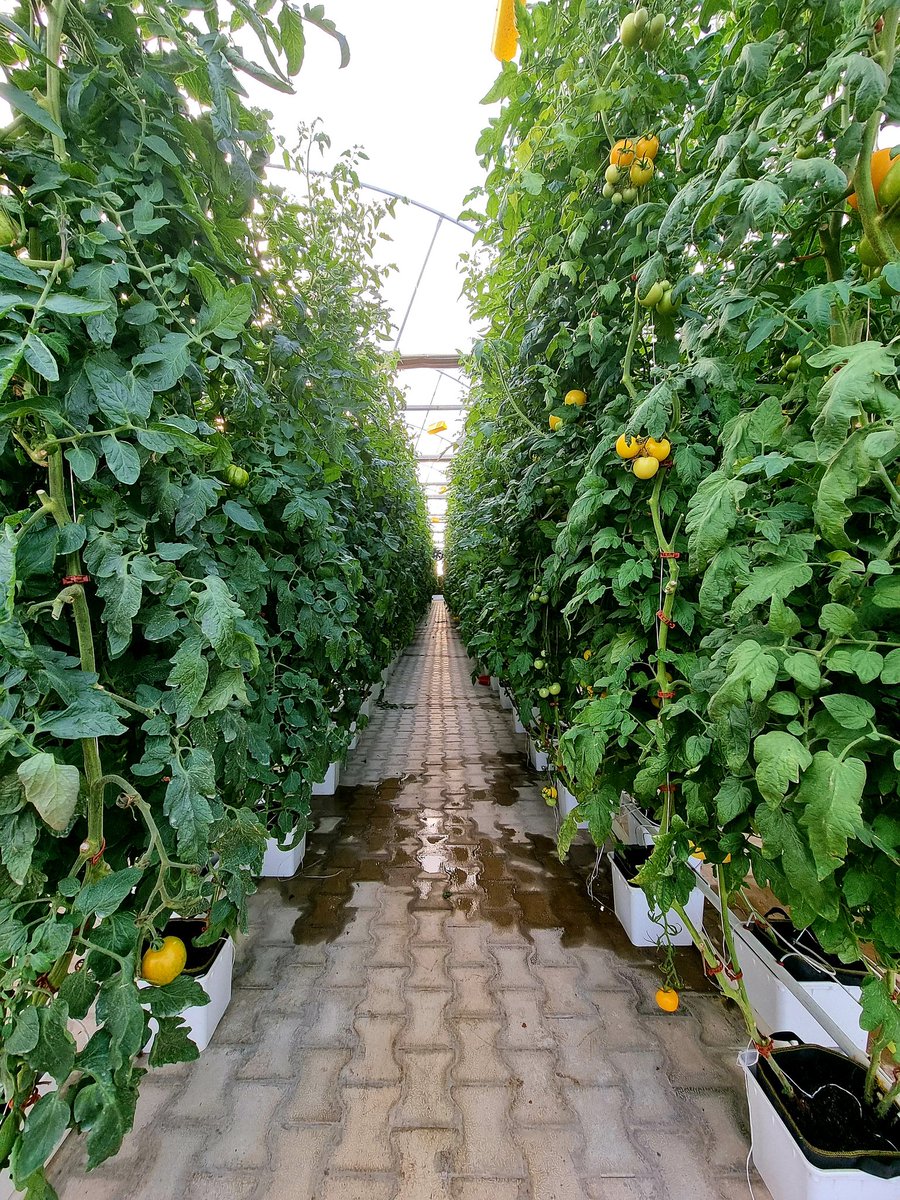 No we just don't grow leafy greens <a href="/UrbanKisaan/">UrbanKisaan</a> ! We grow the whole basket. Probably 3-4x efficient than traditional farms. (If you retweet will DM you more on this) !