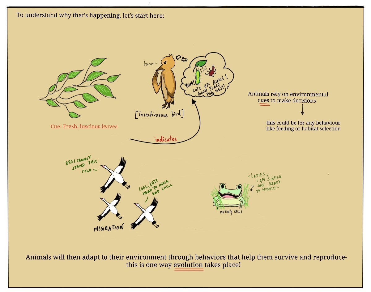 IndiaBioscience's tweet photo. #FundaySunday
@nandita_satish, an undergrad student at @kreauniversity is interested in animal behavior, &amp; #scicomm. 
In her words, "Due to human activities causing environmental changes, animals often make choices that cost them greatly. These are termed evolutionary traps." https://t.co/cpqzj7sH5A