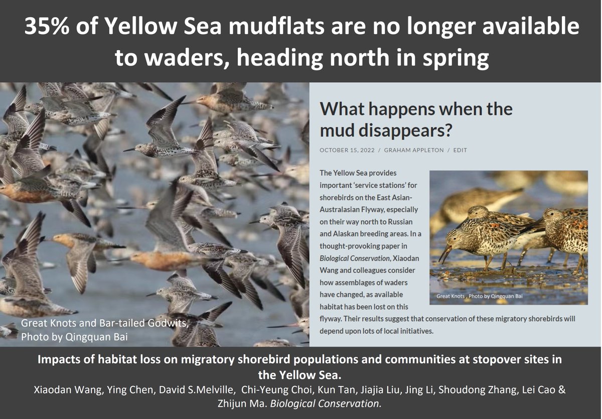 I hope the Australian Shorebird Conference went well this weekend. Here's a #WaderTales blog that may be of interest to attendees: 
wadertales.wordpress.com/2022/10/15/wha…
I hope that there will be new papers from the <a href="/EAAFP/">EAAFP</a> to write about in 2023. 
#shorebirds #waders