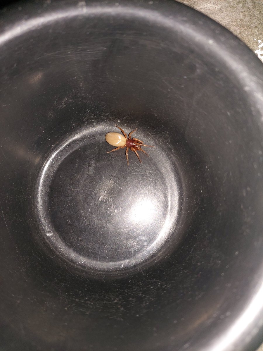 marko_hdez's tweet photo. @Arachno_Cosas buenas noches, acabo de encontrar este ejemplar. Nunca había visto una igual. A qué especie pertenece es de IM? https://t.co/dMmubGJujr