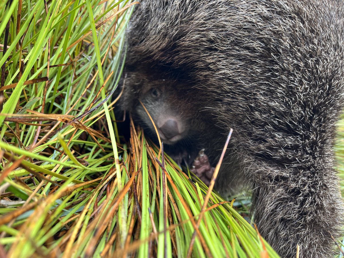 Came across this wombat, merrily munching away on a tussock Then she turned around, revealing a miniature surprise!!