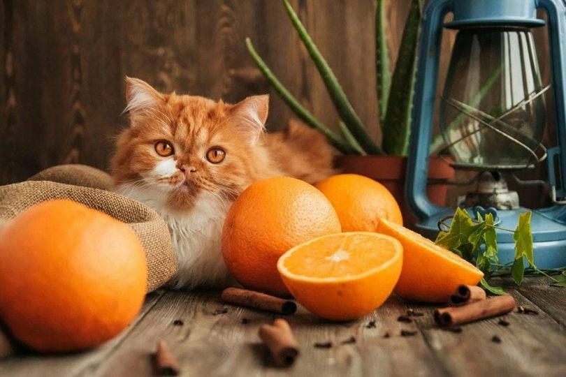 КаркушA... (@karkusharu) on Twitter photo 