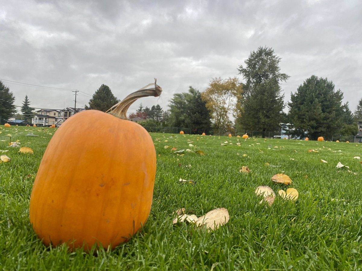 Legacy Church brings the pumpkin patch to Bridgeview Elementary!  <a href="/a_nazarene/">Legacy - A Church of the Nazarene</a> #sd36learn <a href="/Surrey_Schools/">Surrey Schools</a> #thankful#kindhearts#happyhalloween