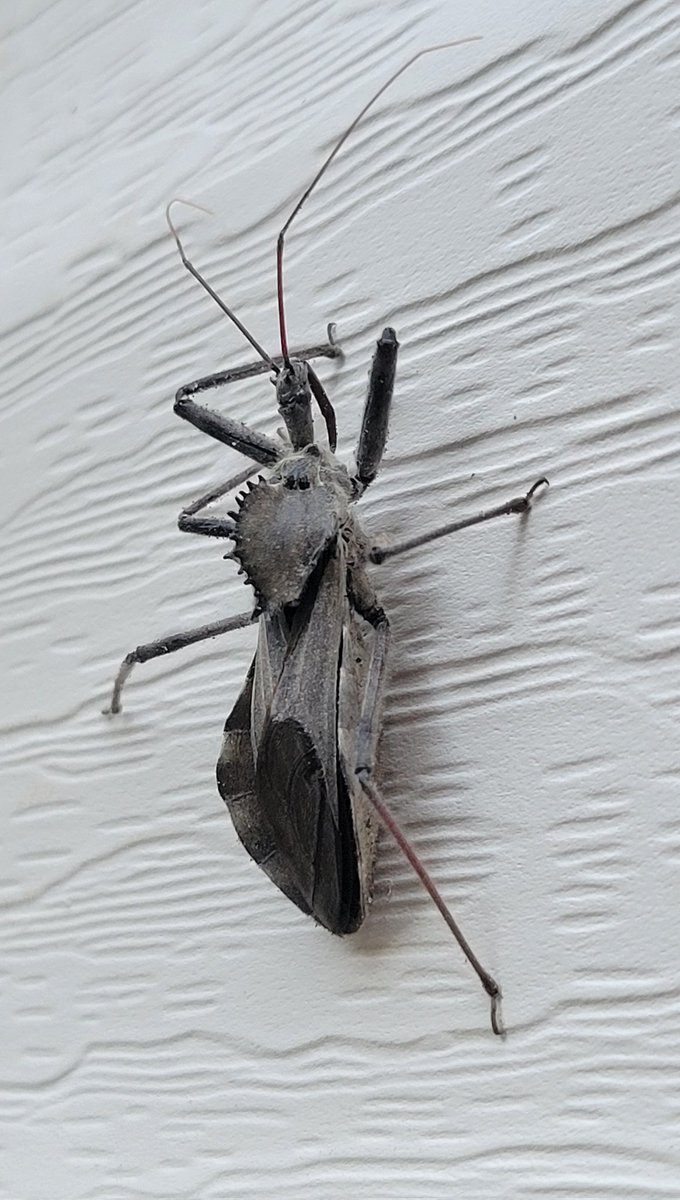 MB13824233's tweet photo. @MyFrogCroaked I've been seeing this fella around my house for weeks now. #wheelbug https://t.co/X8O7949Cpp
