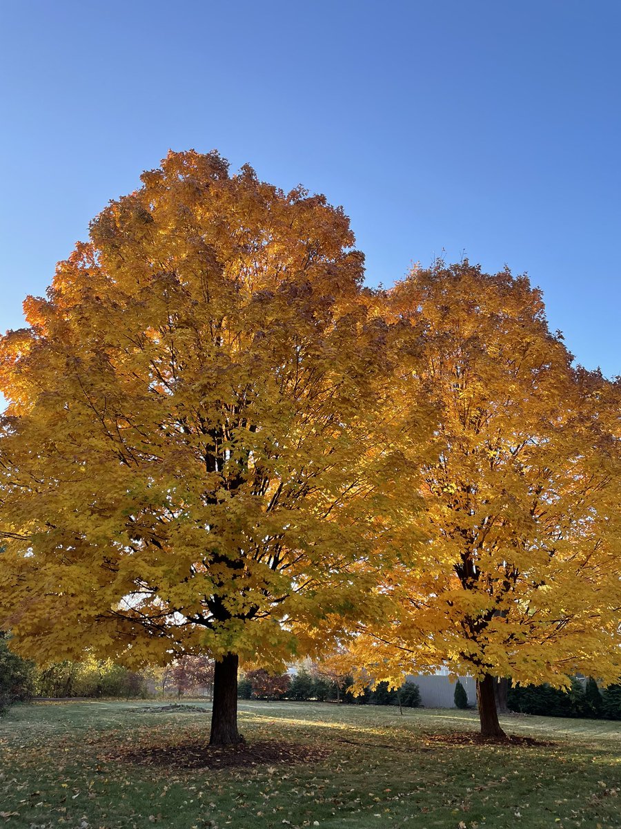 jackieforil47's tweet photo. Started the day with trees so vibrant they were glowing! We had an amazing canvass with @Delia4Congress and Laurie Nowak this afternoon! And finished the night with a beautiful sunset. I feel so lucky to be surrounded by so much support, and to live in such a beautiful city. https://t.co/xA67yFaLRf