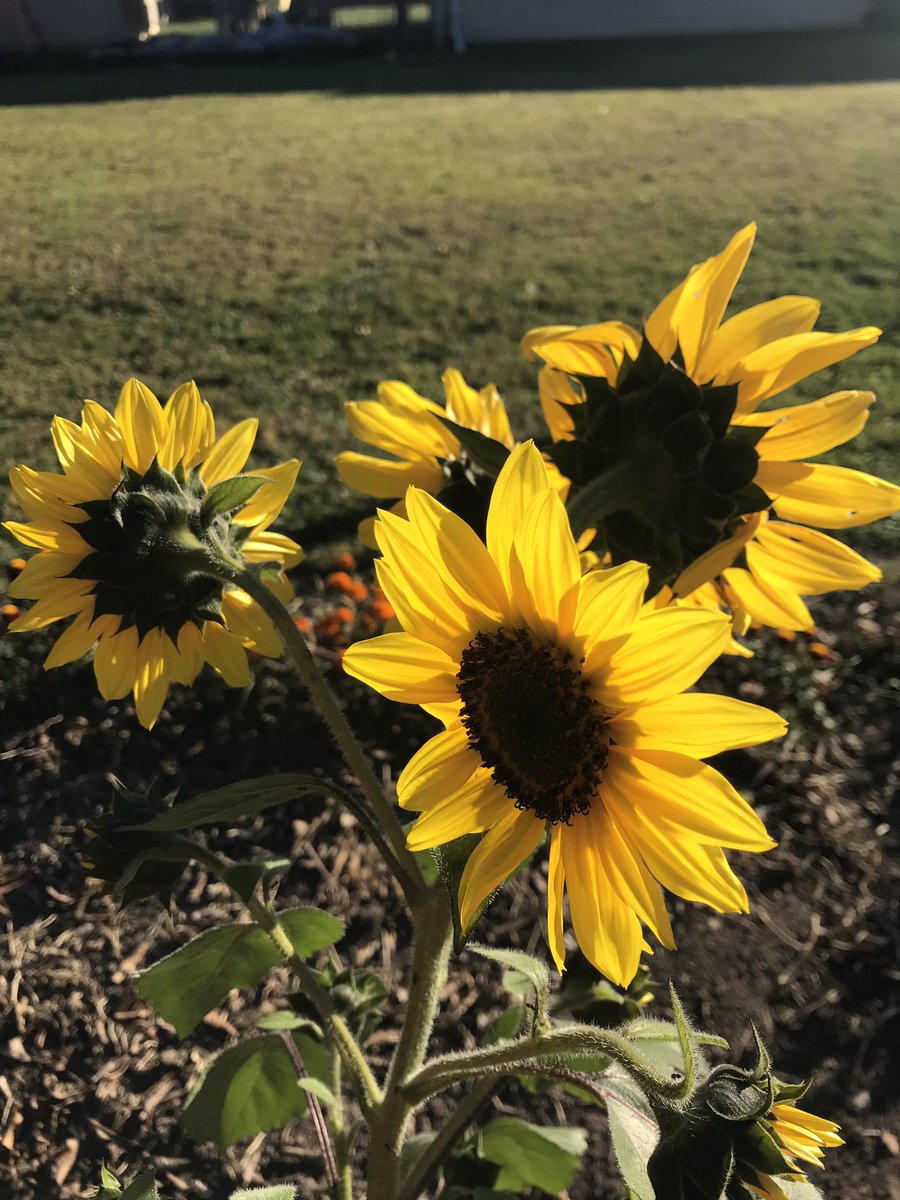 StAlsMrsCox's tweet photo. Fall sunflowers that were a surprise…seeds dropped by the birds…or scattered by chipmunks or squirrels. https://t.co/bxEcPqoOEp