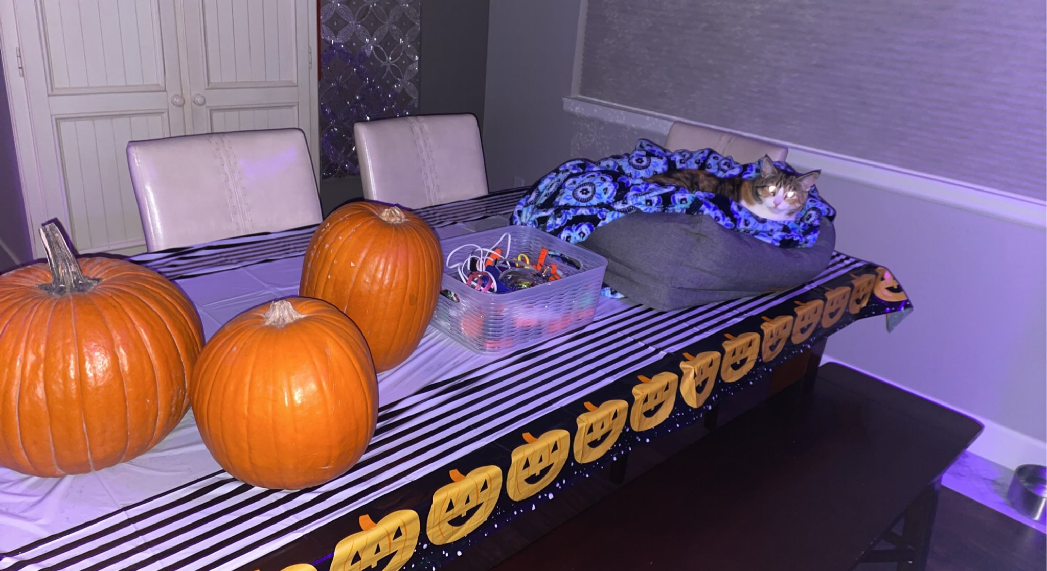 Carlie Jo on Twitter: "My Halloween cat 🥰 https://t.co/7OiajIcCMi" / Twitter